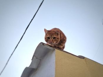 Low angle portrait of cat on roof against sky