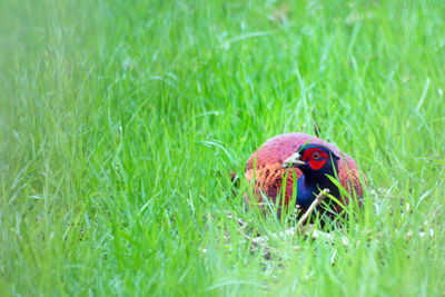 Close-up of a turtle on grass
