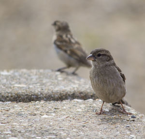 Close-up of bird perching outdoors