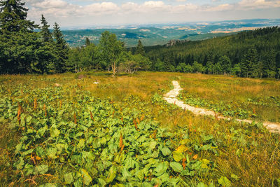 Scenic view of field against sky
