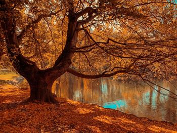 Trees by lake in forest during autumn