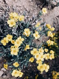 Close-up of yellow flowers