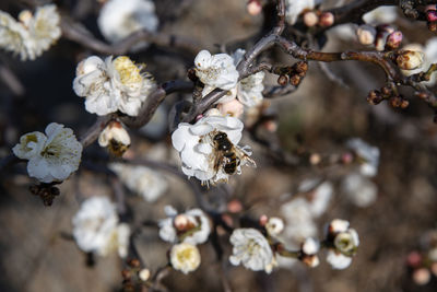 Close-up of apricot flower on tree