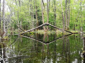 Reflection of trees in water