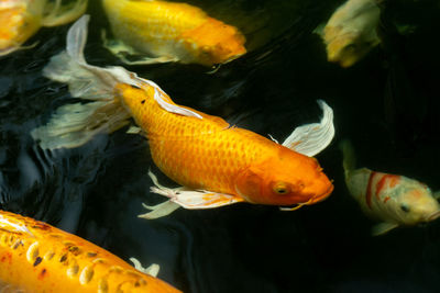 Close-up of fish swimming in sea