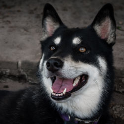 Close-up of husky looking away