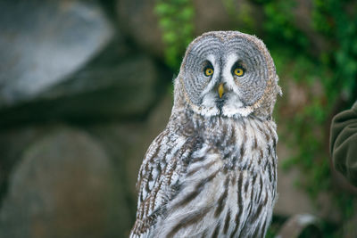 Close-up of eagle