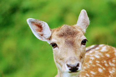 Animal eye, one animal, animal body part, young animal