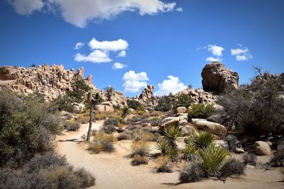 Plants growing on rock against sky