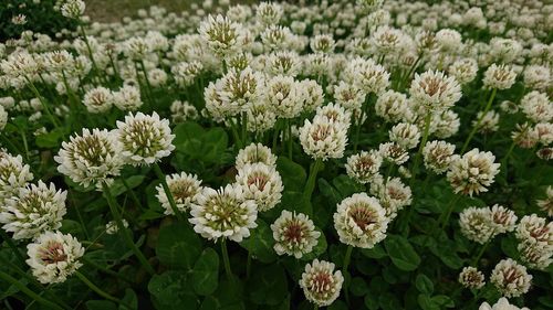 Close-up of white flowering plants on field