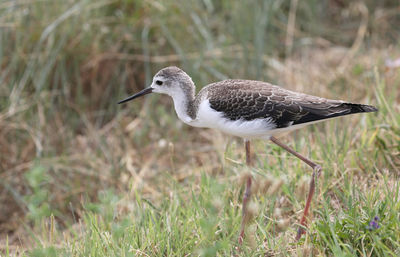 Young bird called black-winged stilt hunting in the summer