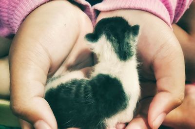 Midsection of person hand holding cat