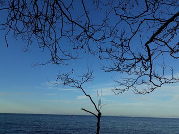 Bare tree by sea against blue sky