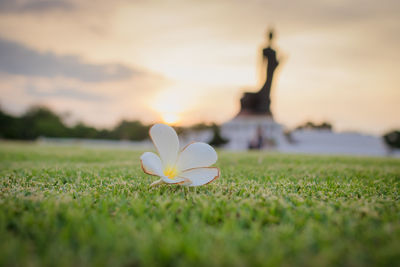 Close-up of white flower on field