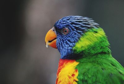 Close-up of a parrot