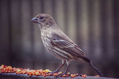 Close-up of a bird