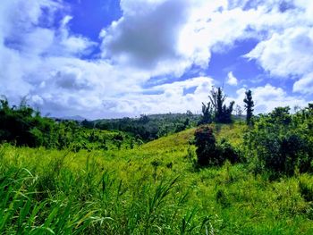 Scenic view of landscape against sky