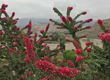 Red flowers growing on tree against sky