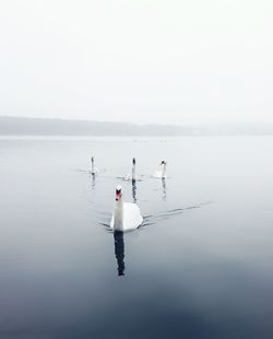 Ducks swimming in lake against clear sky