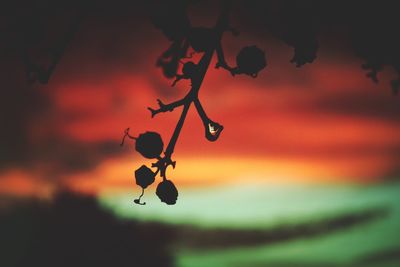 Close-up silhouette of plant