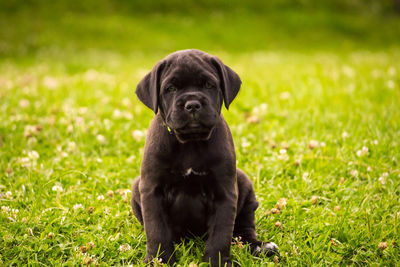 Portrait of puppy sitting on grass