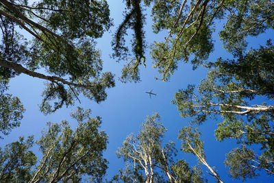 Low angle view of trees against blue sky