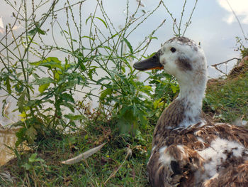 Bird in water