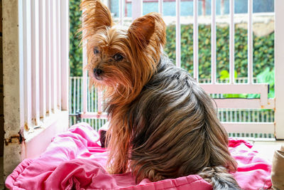 Dog looking away while sitting outdoors