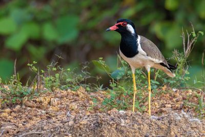 Close-up of bird perching on a field