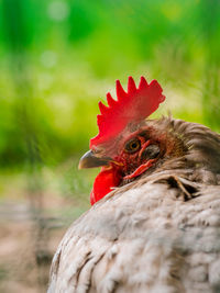 Close-up of rooster