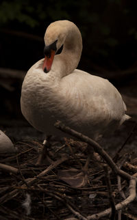 Close-up of swan