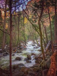 Scenic view of waterfall in forest