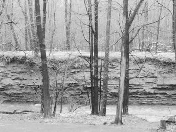 Bare trees in forest during winter