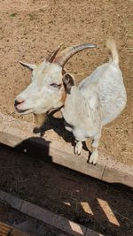 High angle view of animal on field