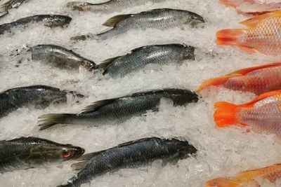 High angle view of fish for sale in market