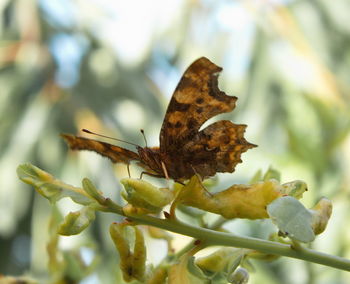 Close-up of butterfly on flower