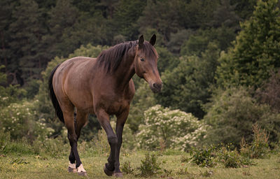 Horse standing in a field