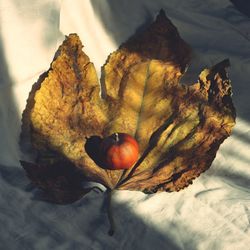 High angle view of pumpkin on table