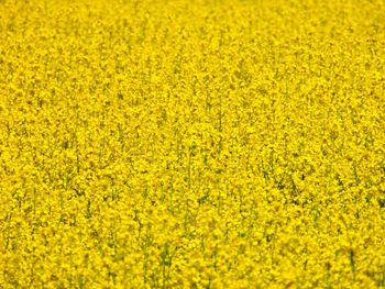 Full frame shot of fresh yellow flower field