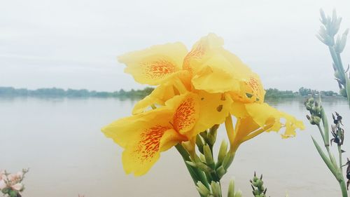 Close-up of yellow flowers blooming by lake against clear sky