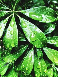 Close-up of water drops on leaves