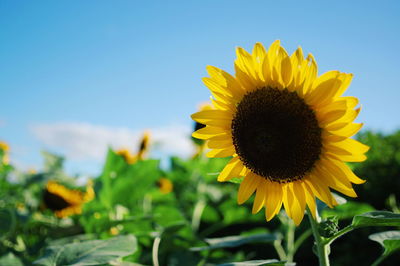 Close-up of sunflower blooming on field against sky