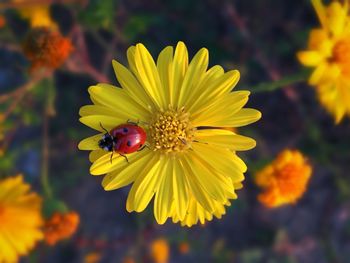 Directly above shot of red ladybug on yellow flower