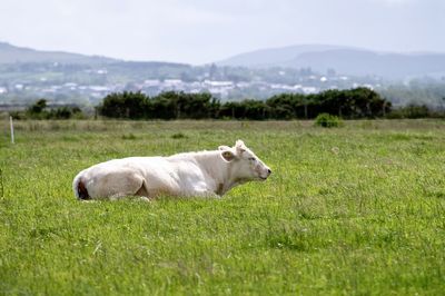 Cows in a field