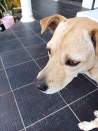 Close-up of a dog looking away