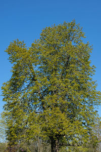 Low angle view of tree against clear blue sky