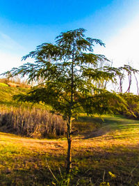 Trees on field against clear sky