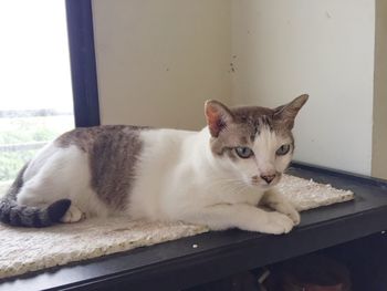 Portrait of cat relaxing on floor