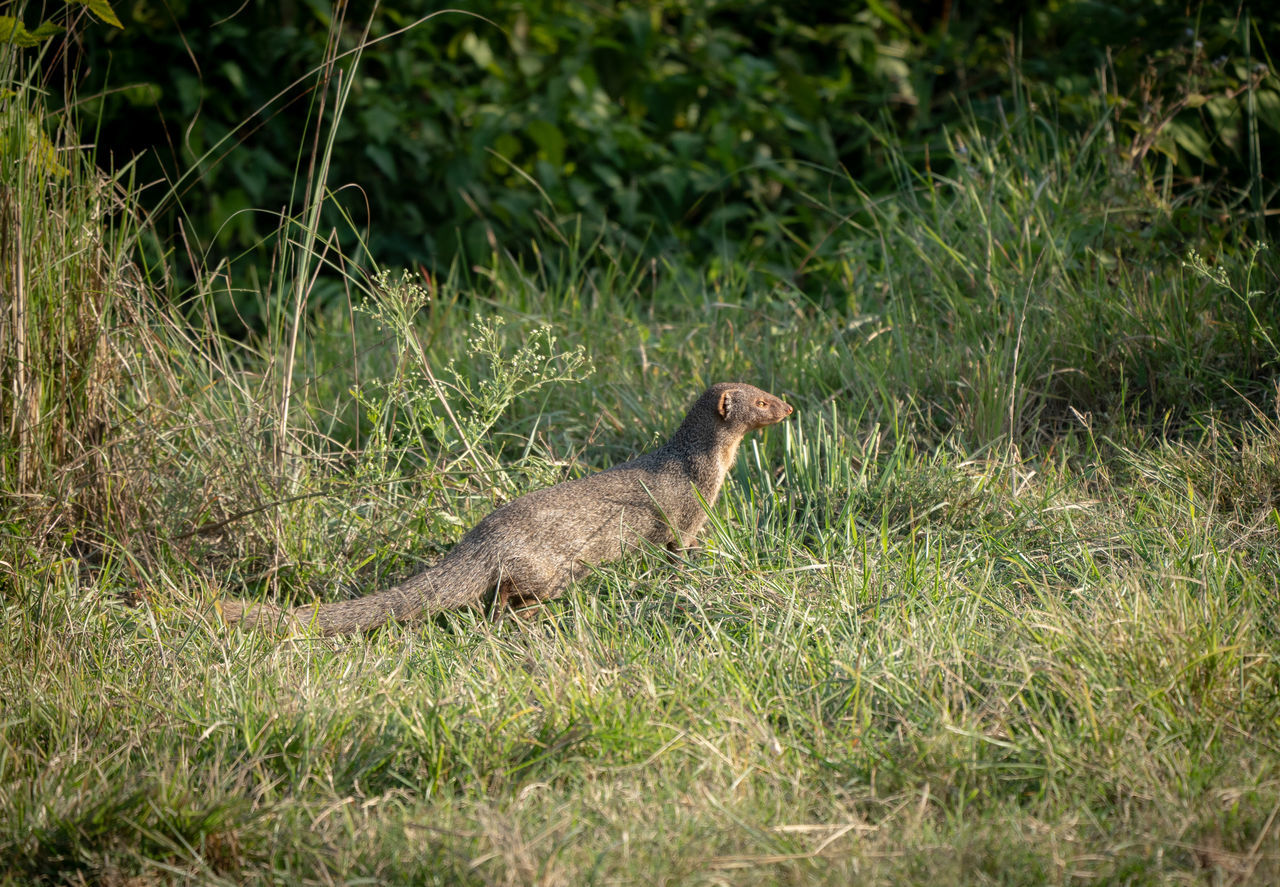 animal themes, animal, animal wildlife, wildlife, one animal, grass, plant, nature, no people, green, mammal, land, day, outdoors, side view, field, reptile, growth