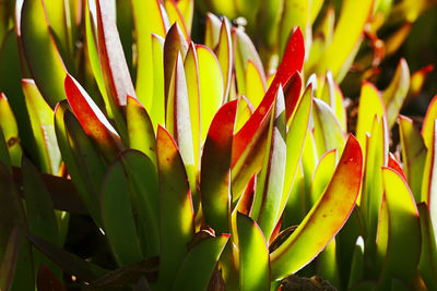 Close-up of plant